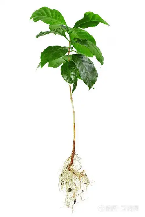 整个咖啡阿拉比卡植物的叶茎和根上白色隔离