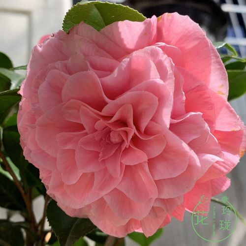 茶花名贵品种粉霞花期3-5月份开花大型粉色花苞时令草本花卉