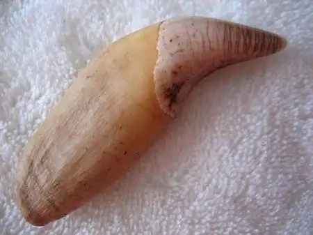 熊牙吊坠的意义