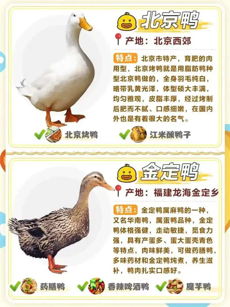 鸭子种类大全,你都知道多少#鸭子 - 抖音