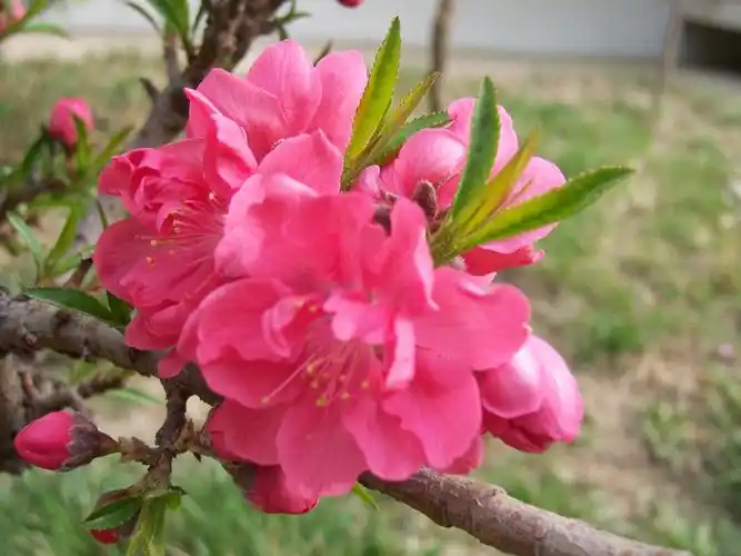 粉嫩娇艳的碧桃图片 树木,碧桃, _ 粉嫩娇艳的碧桃[图片专辑] _ 图片