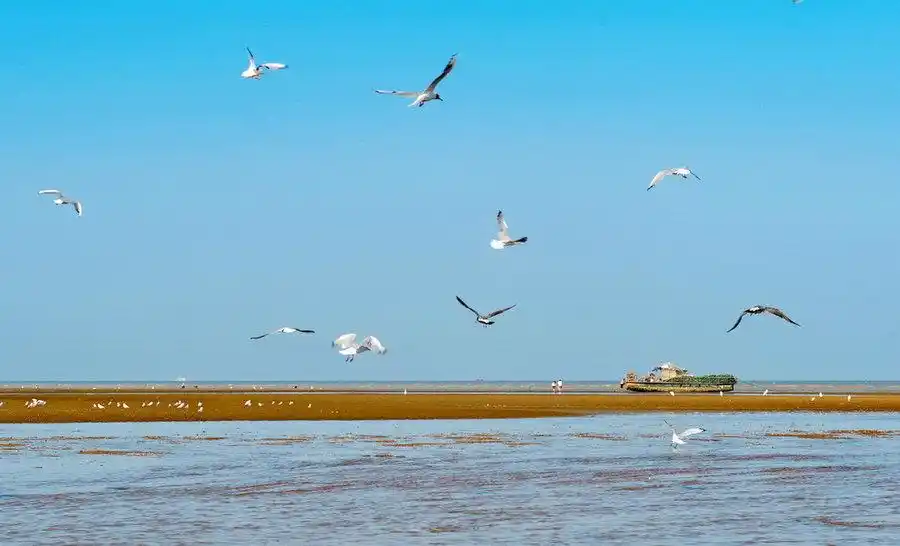 【黄海滩涂】