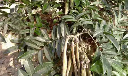 山莲藕,金钟根,倒吊金钟,大力薯,牛大力  为豆科崖豆藤属植物美丽崖豆