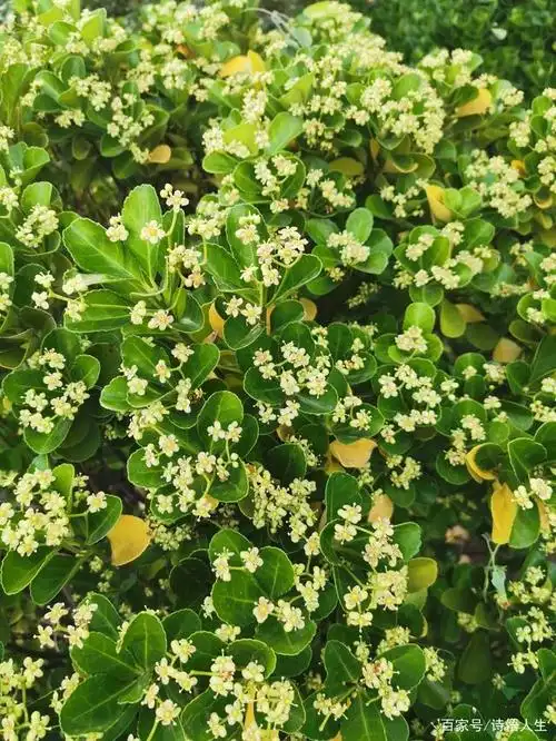 冬青卫矛你认识吗?快来看看吧