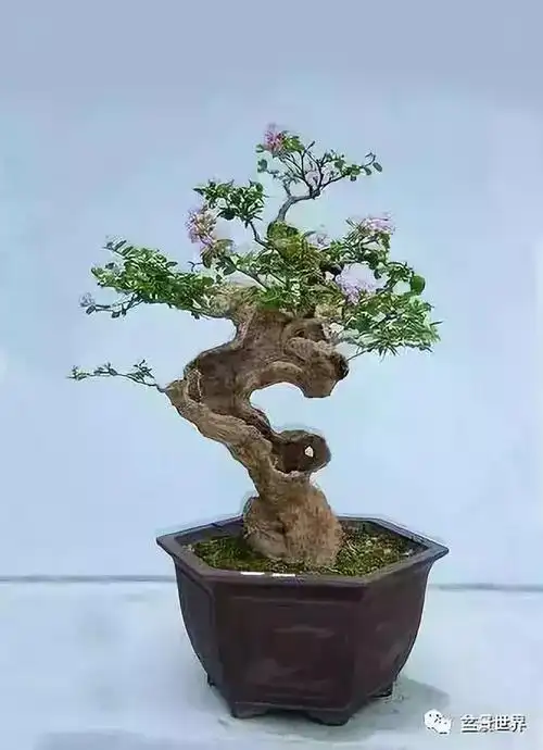 一组紫荆花盆景作品欣赏花开富贵紫气来