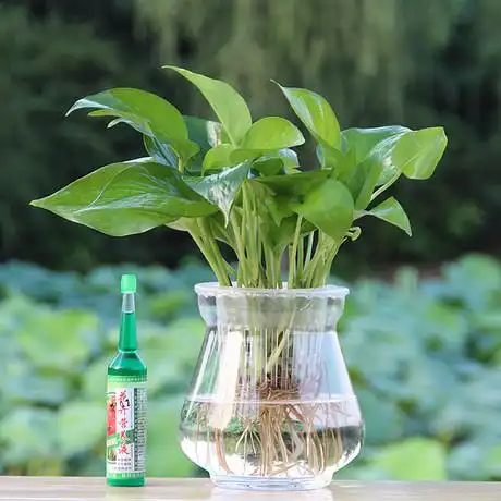 水培植物绿萝 水养 四季常青绿植喜阴好养办公室客厅卧室吸甲醛