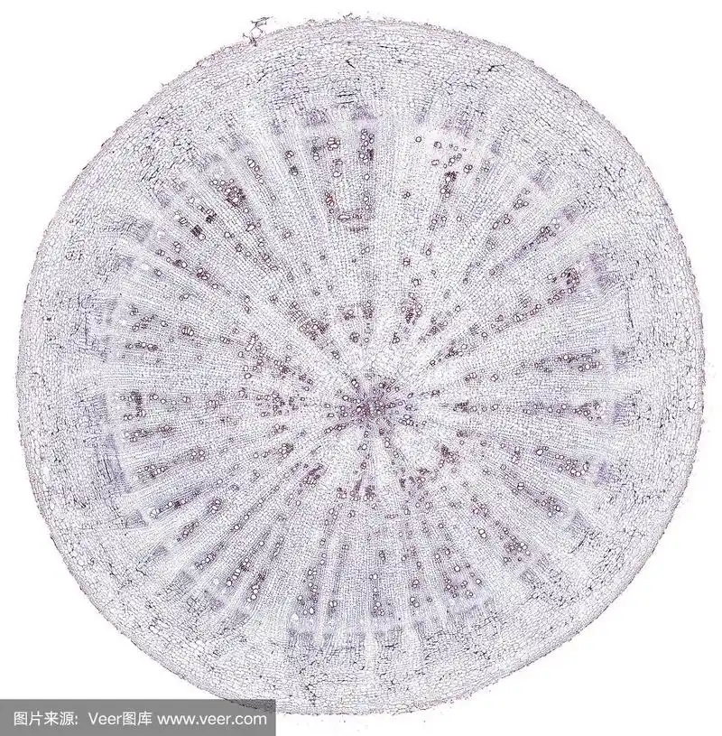 在显微镜下切萝卜根横切面