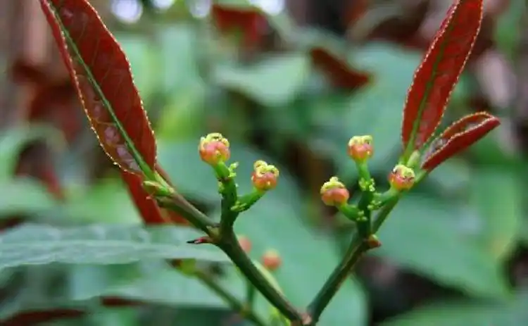 红背桂别称红紫木青紫木紫背桂