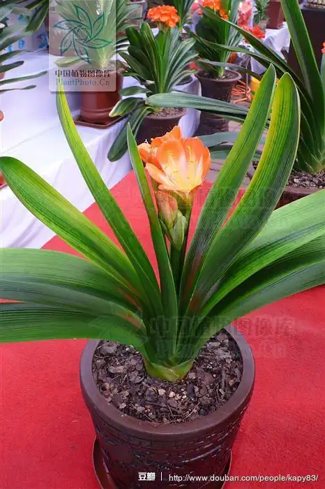 君子兰(学名:clivia),别名剑叶石蒜,大叶石蒜,是石蒜科君子兰属的观赏