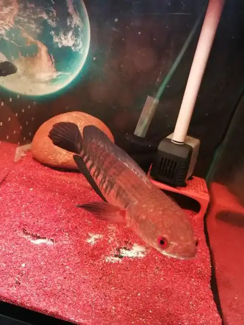 红帝王黑魔神雷龙鱼