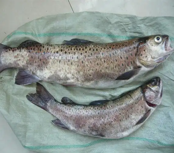 黑龙江乌苏里江祖国东极抚远县特产纯江野生鲜冷冻2斤左右细鳞鱼