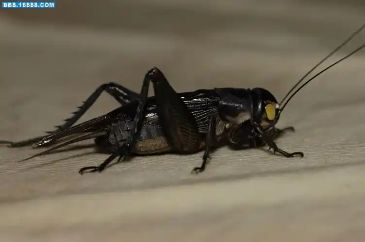 发我养的黑虫,大家猜哪只叫得最好