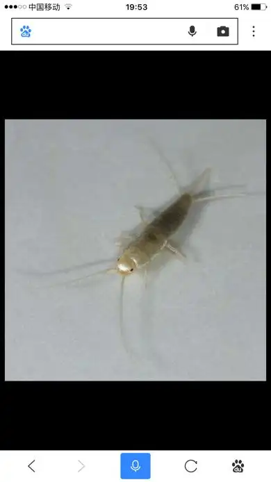 谁知道我家的这个虫子是什么呀?身上有粉,像蛾子那样的粉