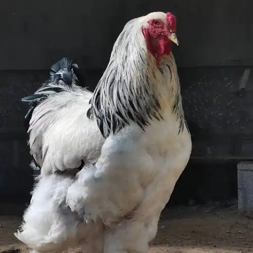 【推荐】阿坝州婆罗门鸡哪里可以买到