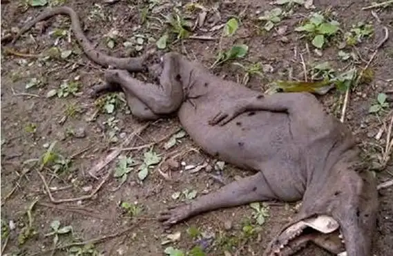 地球十大不明生物:神农架野人上榜,澳洲本耶普专吃小孩!