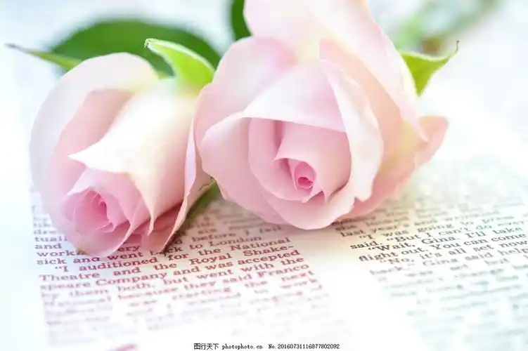 玫瑰花白色斑纹粉色玫瑰花,淡粉突变底纹移门玫瑰矢量斑纹花边