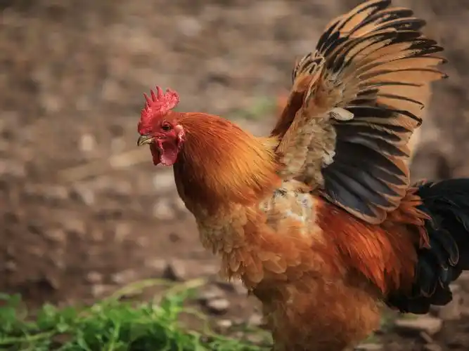 柴鸡适合哪种养殖方法 柴鸡养殖方法介绍