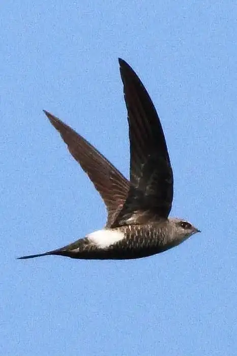 雨燕目雨燕科雨燕属白腰雨燕