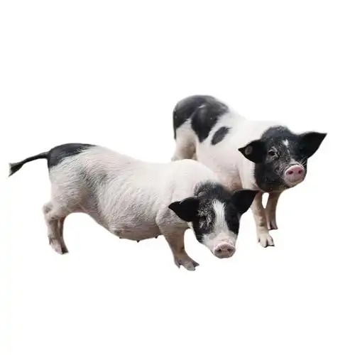 自养自销 纯种巴马香猪仔 农家散养小香猪幼崽 纯种藏香黑猪活体