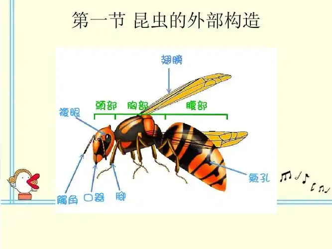 昆虫的基础知识ppt