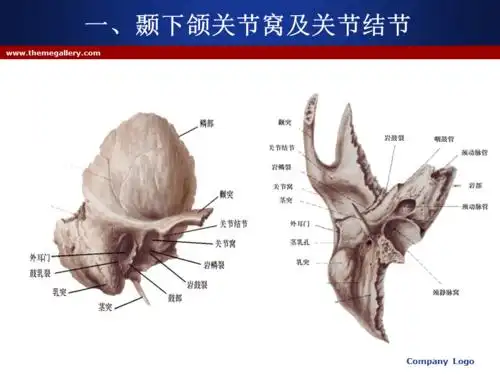 第二节╲t颞下颌关节ppt
