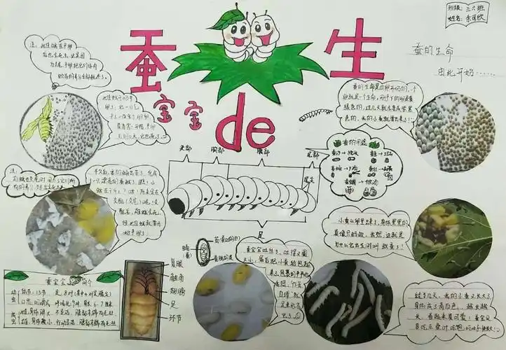 东海实验小学2018科学嘉年华之蚕宝宝日记科学小报比赛