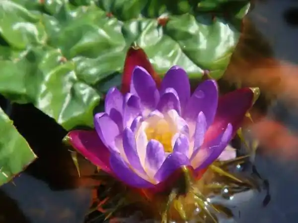 野菜八卦 | 山水隐者:楤木和芡实