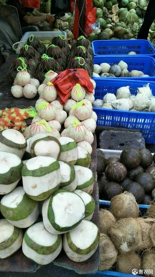 [椰青批发] 海南椰子价格4.8元/个 - 惠农网