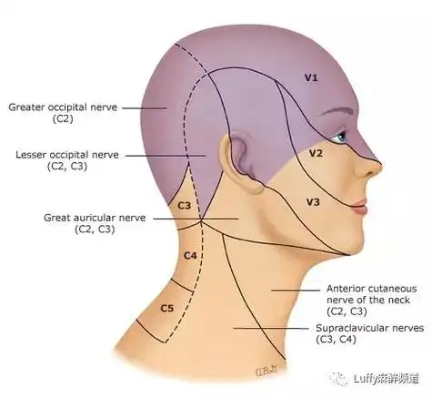 head and neckthe sensory distribution of the trigeminal nerve