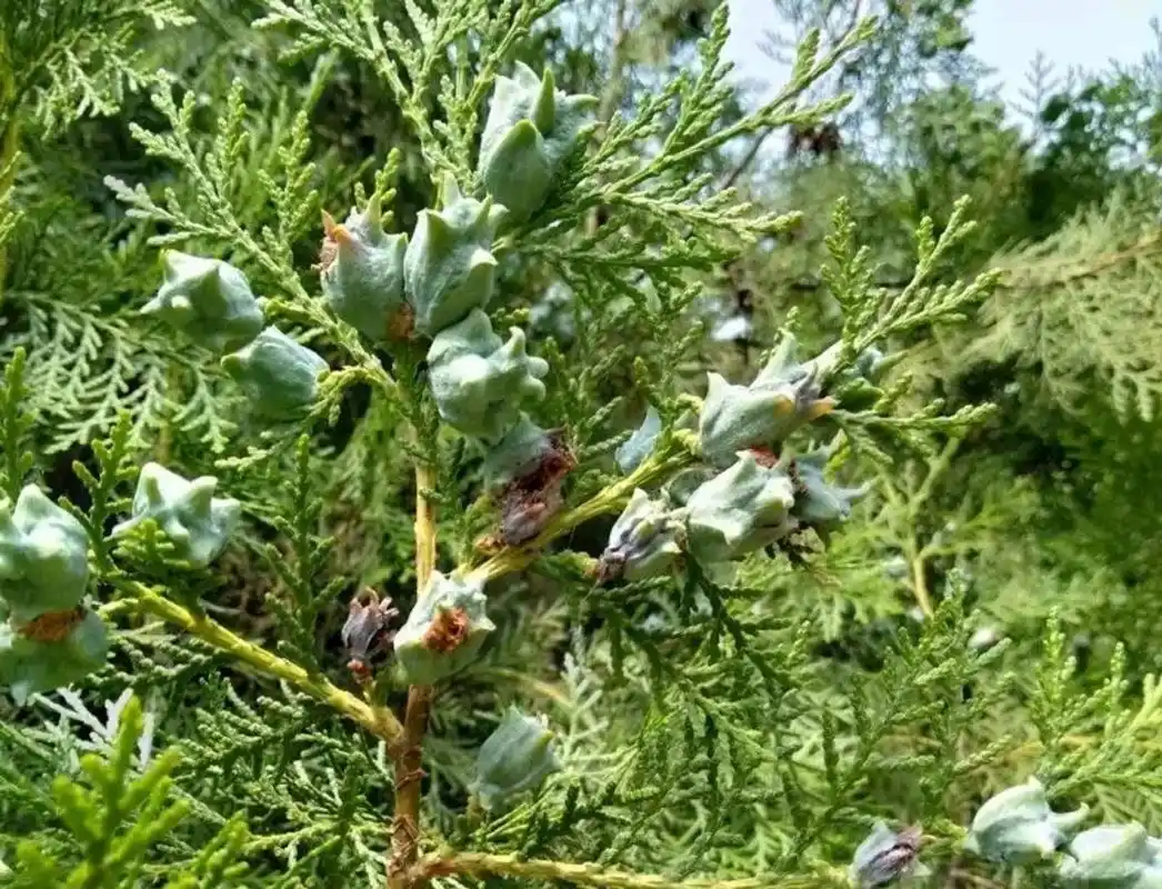 补气,养血,安神的"柏子养心丸"