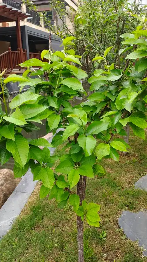 樱桃树还没开花已经长满叶子是不是不会开花了是什么原因导致不开花