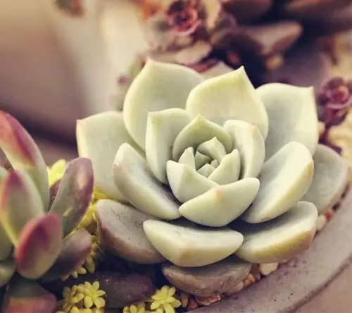 多肉植物的魅力