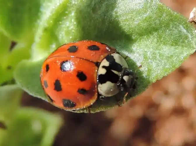 异色瓢虫"小斑"的一天