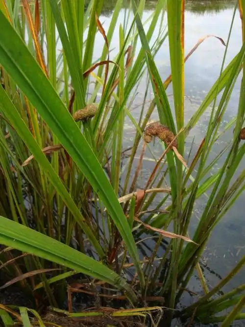 日月峡中草药:水菖蒲