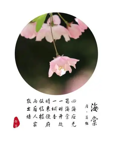袅袅垂丝解语花——海棠