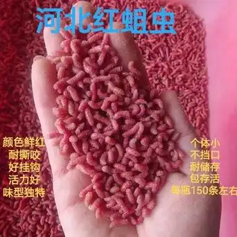 蛆虫钓鱼的蛆虫活体钓鱼饵料红活蛆虫大蛆野钓狂拉鲜