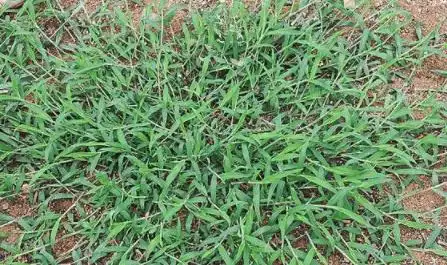 马唐草(马唐草和牛筋草区别)