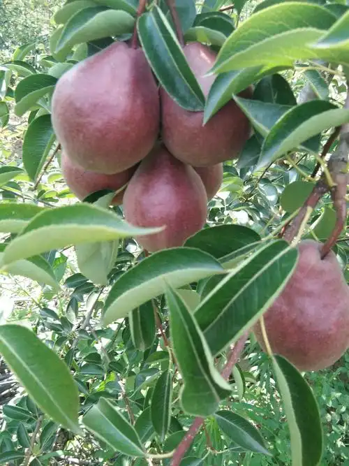 杨文礼一和畅农庄千亩红梨基地的美篇