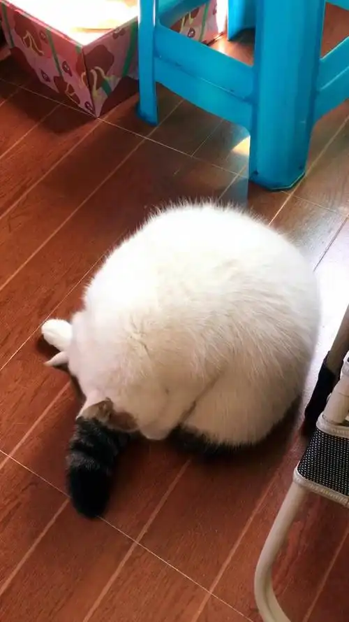 神宠来袭#缩成一团球