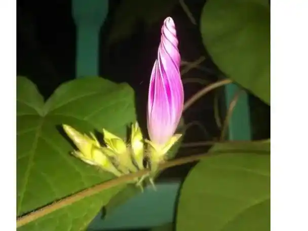 牵牛花早上开放晚上闭合为什么