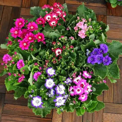 瓜叶菊盆栽四季花卉室外阳台庭院花卉绿植耐寒耐冻菊花苗带花发货