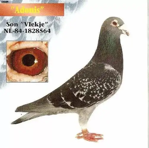 图集杨阿腾鸽系的基本特点