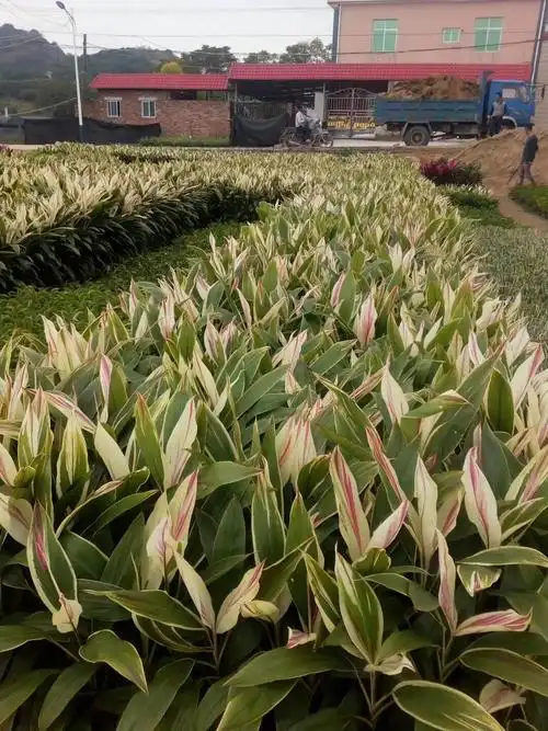 基地直销梦幻朱蕉,品种好,价格低