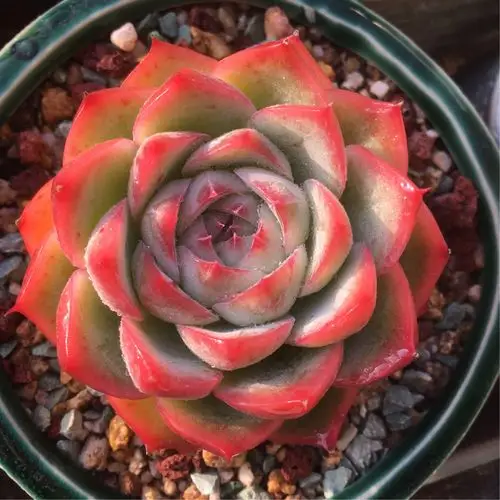 水晶玫瑰 入手的时候并不知道她能这么美 就是觉得名字好听 现在看来