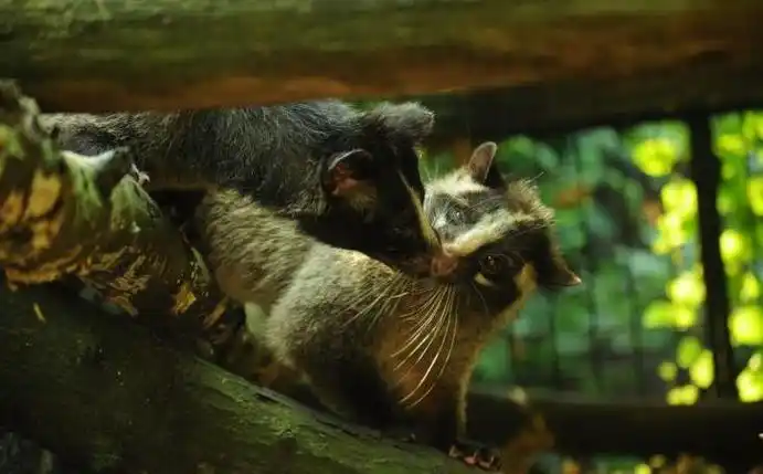 p>花面狸(学名: i>paguma larvata /i>)是灵猫科,花面狸属食肉动物