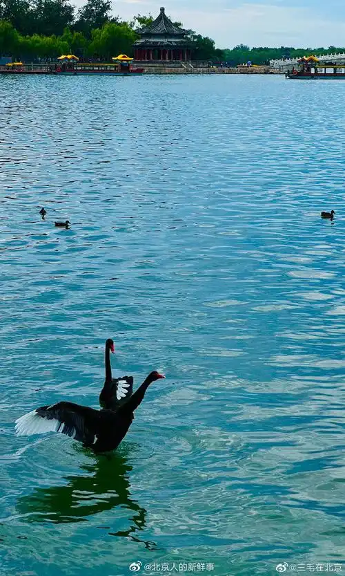 颐和园里的黑天鹅