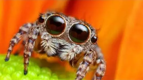 风靡脸书的跳蛛动画将改变你对蜘蛛的看法,超级无敌的可爱