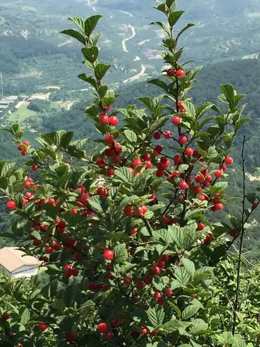 最高山峰下的一棵野樱桃,果实成熟了.