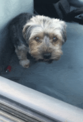 就在这时候有人靠近车窗了,狗子表情立马变得十分狰狞,对着靠近的人就