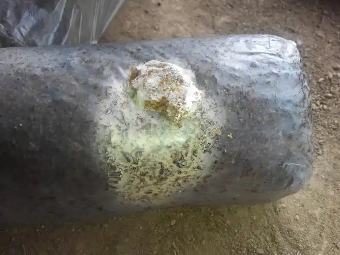 我是种植香菇的,接菌后接菌处全部是黄曲霉,找哪个部门处理(生产许可